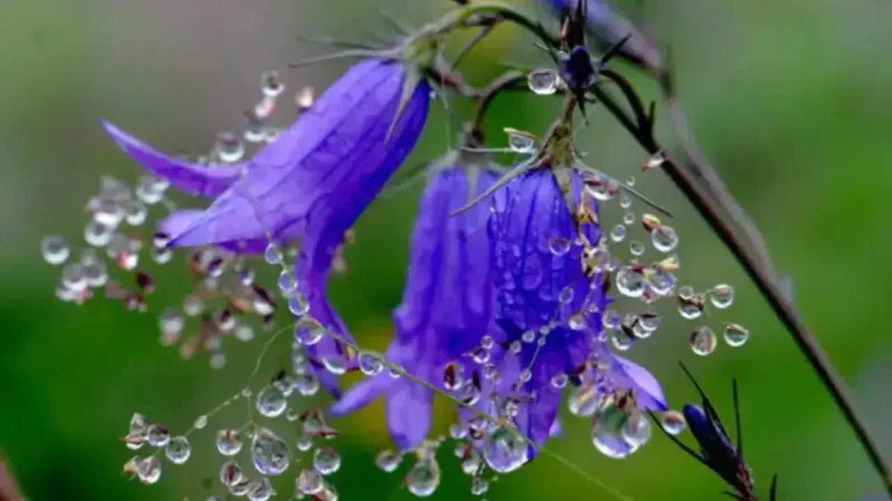 İlk cemre ne zaman düşecek, 2026 cemre tarihleri hangi günlere denk geliyor, havalar ne zaman ısınacak?