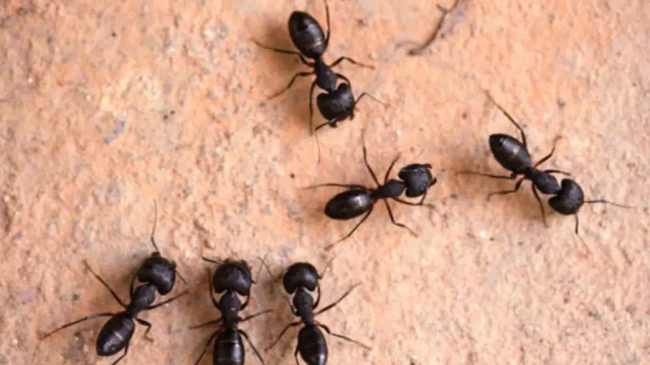Evde Karınca İstilası Nasıl Önlenir? Karıncalar Eve Neden Gelir?
