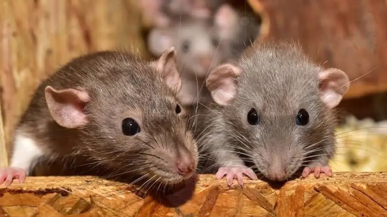 Kahve Falında Fare Görmek Ne Anlama Gelir? Fincan ve Fincan Tabağında Görülen Fare Şekli Ne İfade Eder?