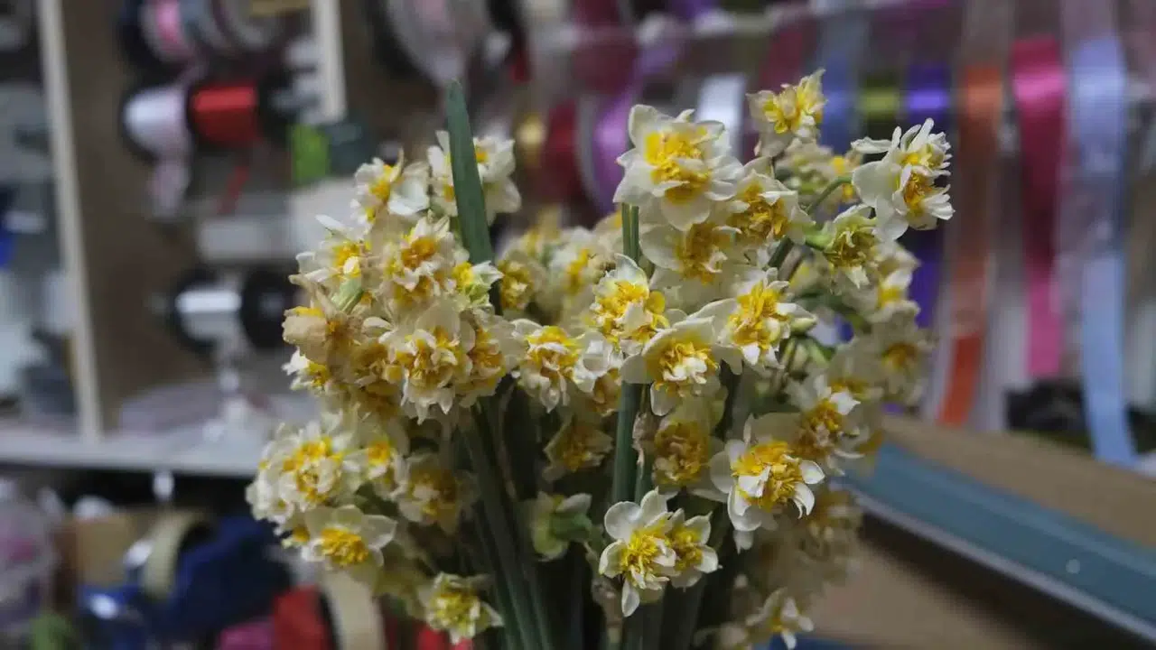 Nergis çiçeği fiyatları ne kadar, kış aylarında neden talep artıyor, hangi aylarda satılıyor?