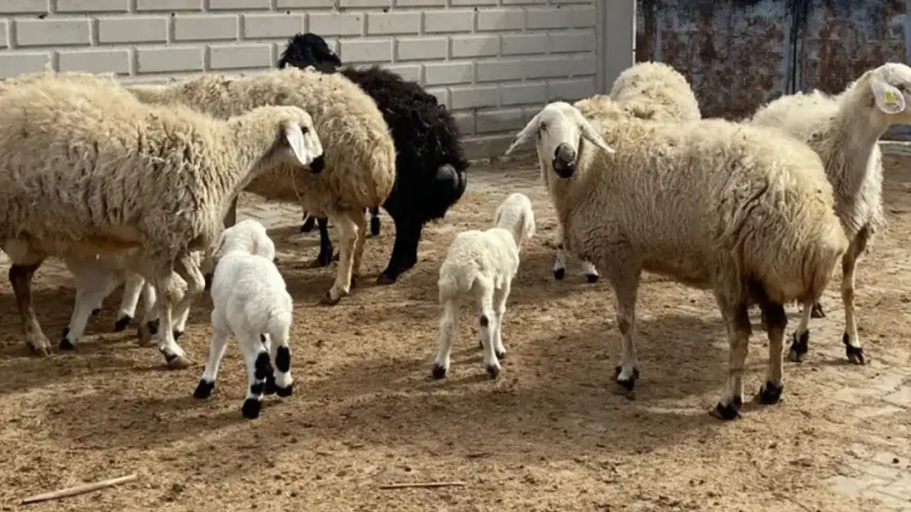 Kırsalda Bereket Hayvancılığa Destek Projesi (2026) nedir, nasıl başvurulur, tarihi ne zaman, kimleri kapsıyor, ne kadar verilecek? BAŞVURU EKRANI