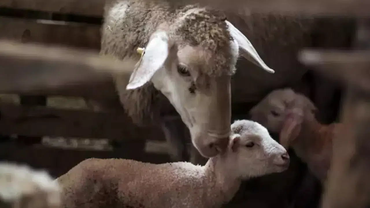 Kırsalda Bereket Hayvancılığa Destek Projesi nedir, 150 bin küçükbaş hibe kimlere verilecek, başvuru şartları neler?