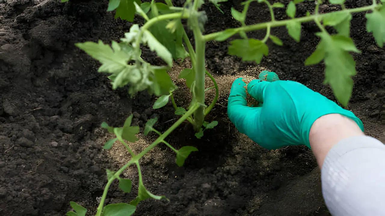 Tarım Kredi gübre fiyatları 2026 ne kadar, hangi gübre kaç TL oldu, güncel liste açıklandı mı?