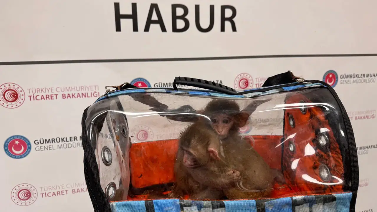 Ticaret Bakanlığı ekipleri 85 binden fazla canlı hayvan ele geçirdi