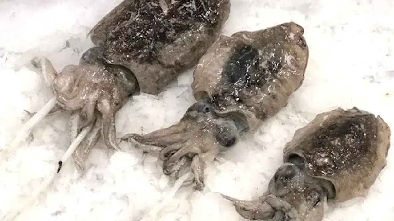 Dondurulmuş Mürekkep Balığının Besin Değeri Nedir, Kaç Gram Protein Var, Kalori Miktarı Kaç?