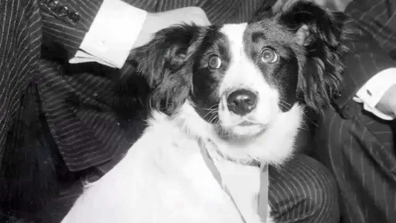 Pickles Adlı Köpek Ne Zaman, Nasıl Öldü, Mezarı Nerede? (1966 Kayıp Dünya Kupası)