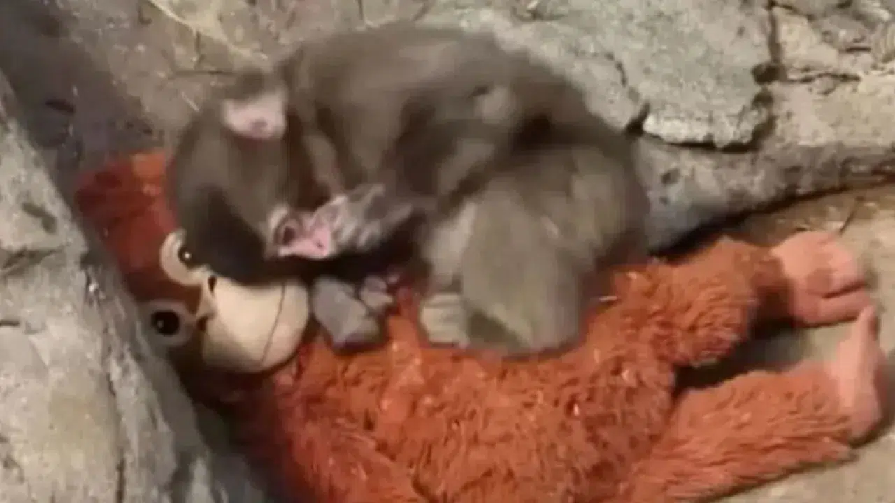 Punch Maymun Kimdir, Nerede Yaşıyor, Annesi Terk Mi Etti, Punch Maymun Olayı Ne, Neden Gündemde?