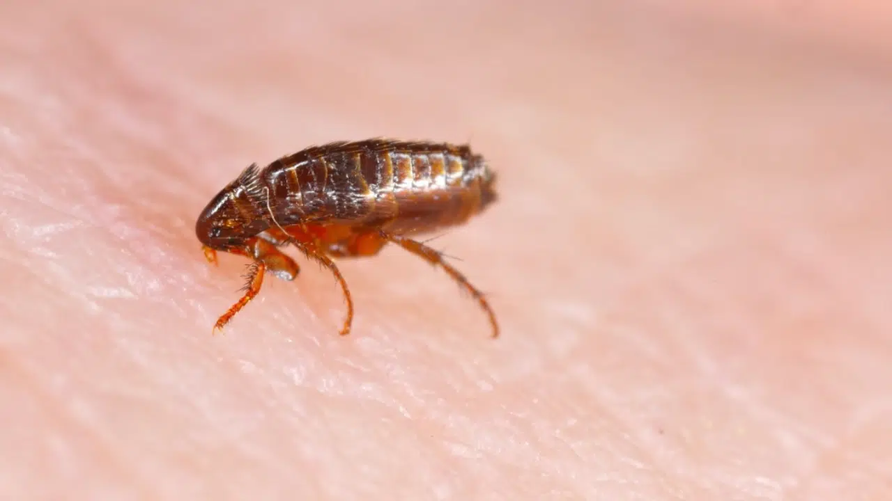 Evde Pire Neden Olur, Pireden Nasıl Kurtulabiliriz?