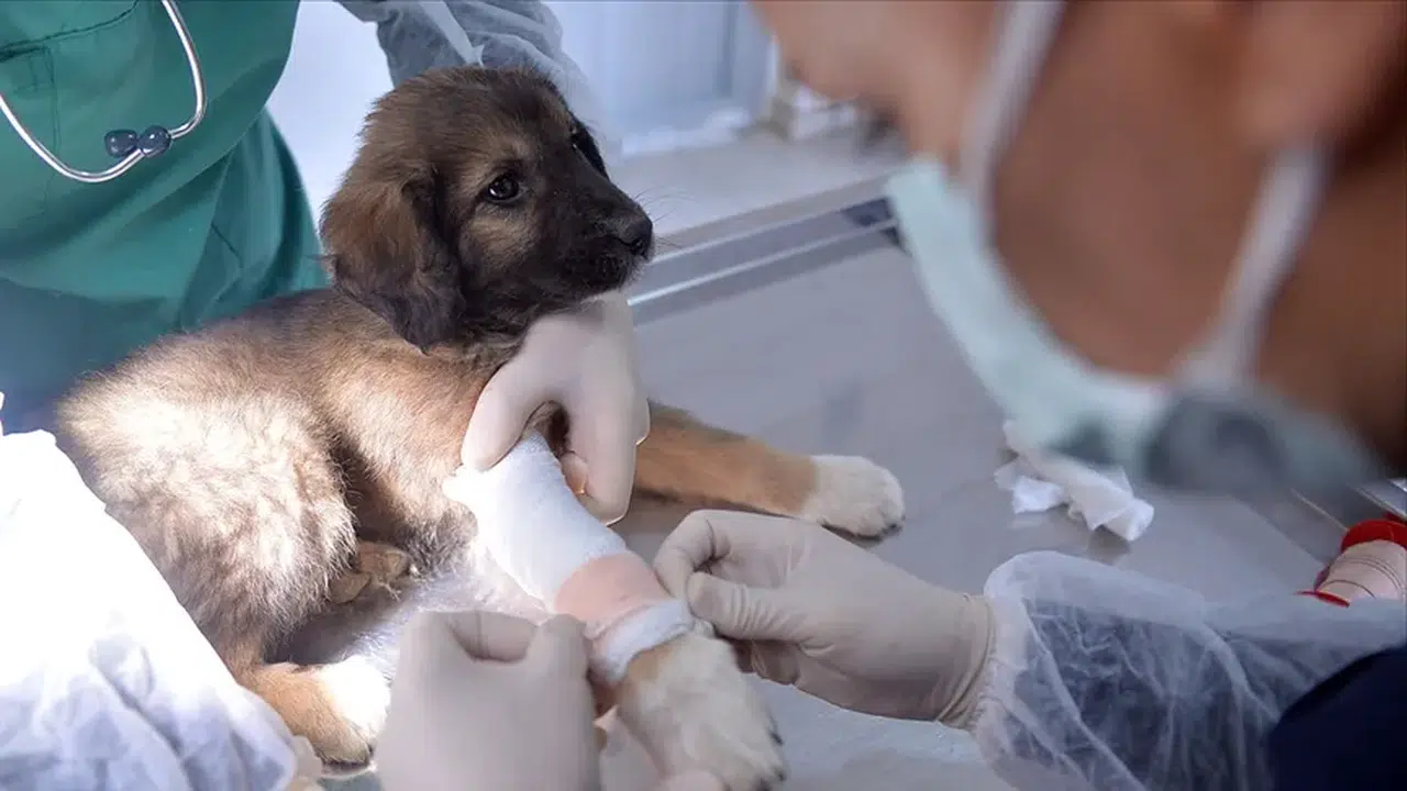 Veterinerler Yeşil Pasaport mu Alıyor, Veterinerle…