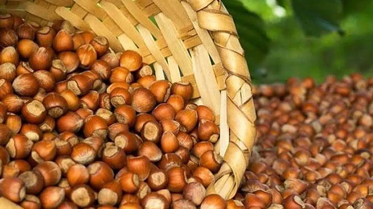 26 Şubat 2026 Fındık Fiyatları Ne Kadar, İl İl Kaç TL Oldu?