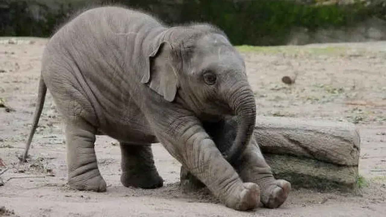 Kahve Falında Fil Görmek Nedir, Ne Anlama Gelir? Falda Fil, Fil Yavrusu ve Fincan ya da Tabakta Görülen Fil Nasıl Yorumlanır?