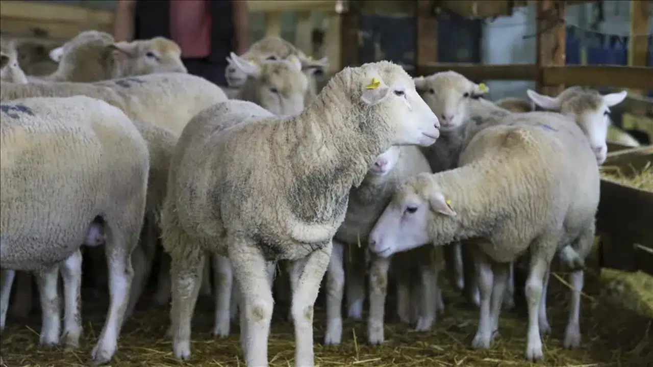 Kırsalda küçükbaşa destek projesi nedir, başvuru şartları neler, kimler yararlanabilir?