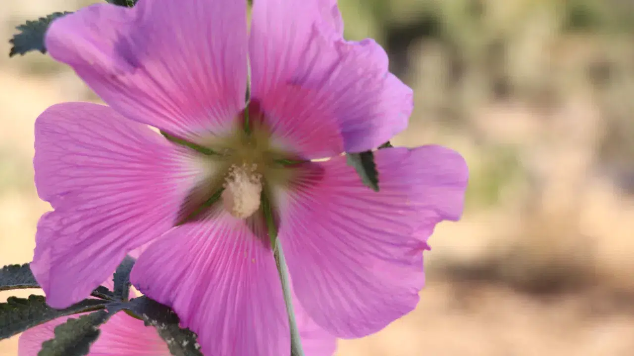 Cemre ne zaman düşüyor, (2026) ilk cemre ŞUBATTA M…