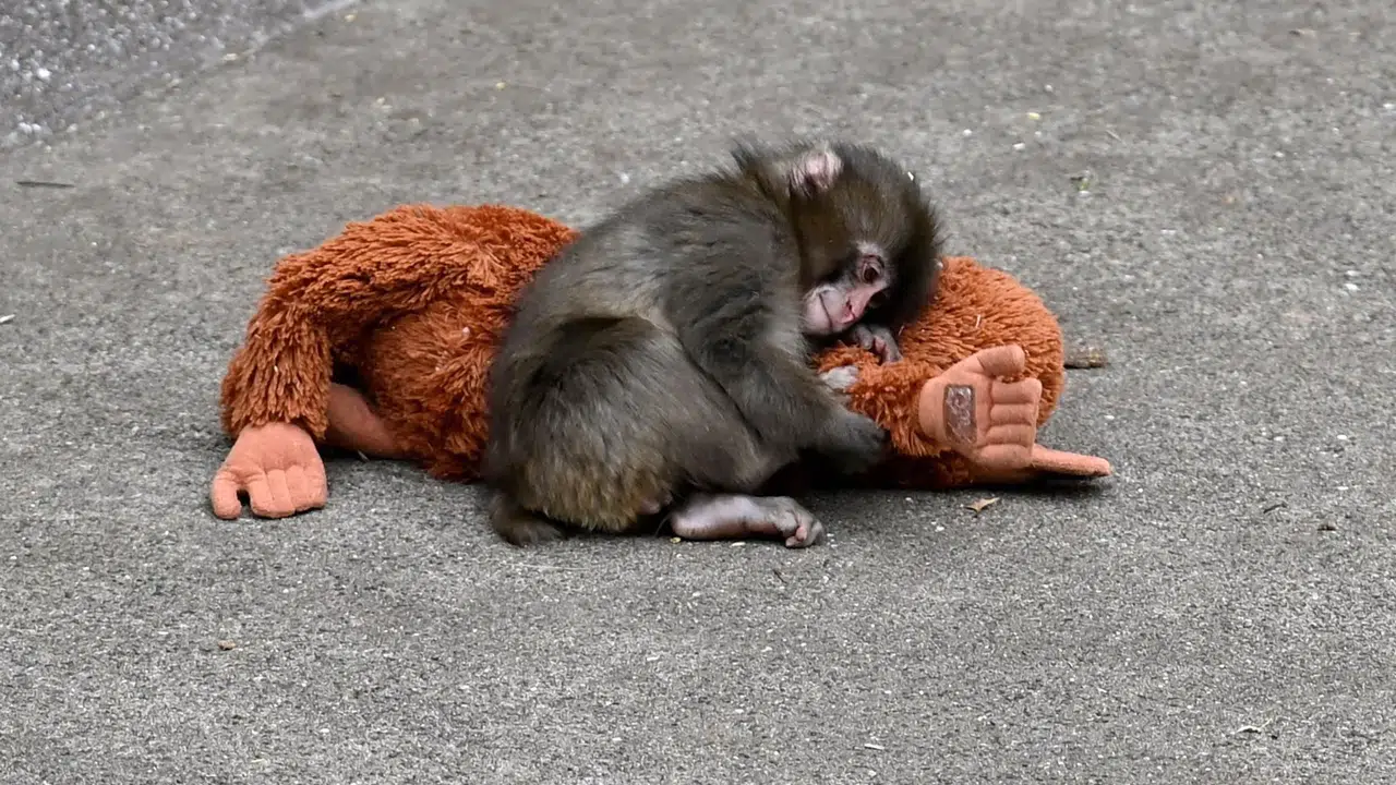 Maymun Punch olayı ne, peluş oyuncak hikâyesi nasıl başladı ve neden dünya gündemine taşındı?