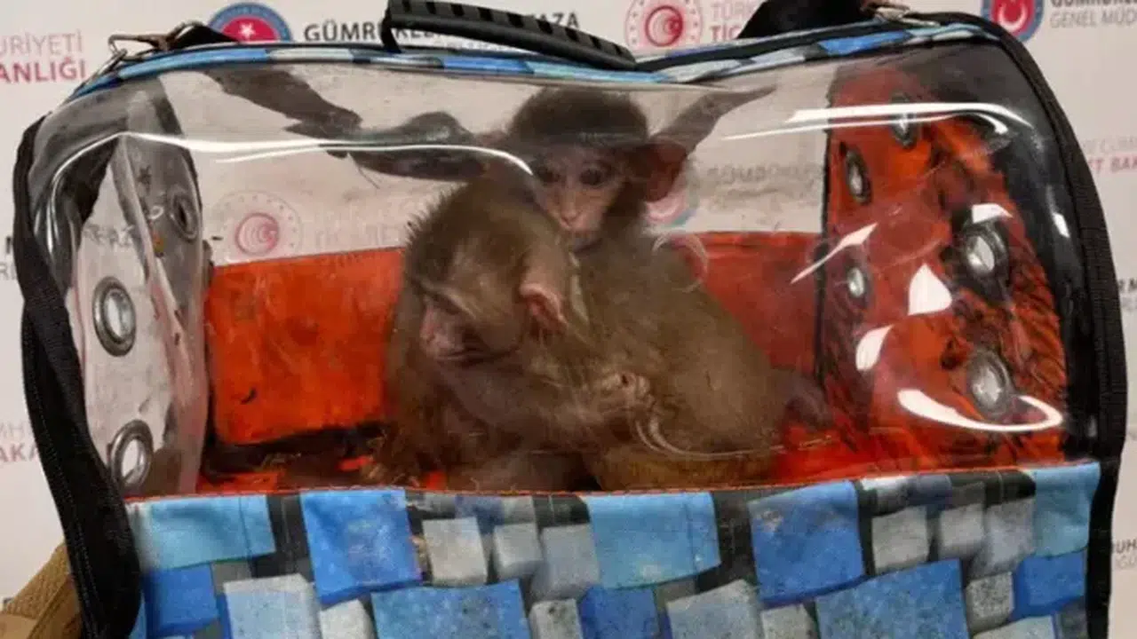 Sınır Kapılarında 38 Bin Canlı Hayvan Yakalandı!