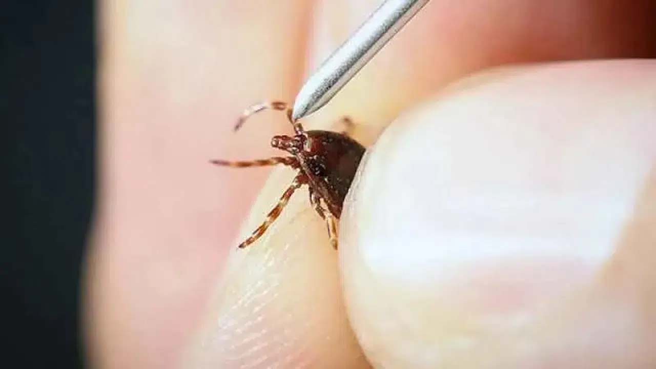 Keneler uçar mı, zıplar mı, nasıl ısırır, nerelerde bulunur ve nasıl korunulur?