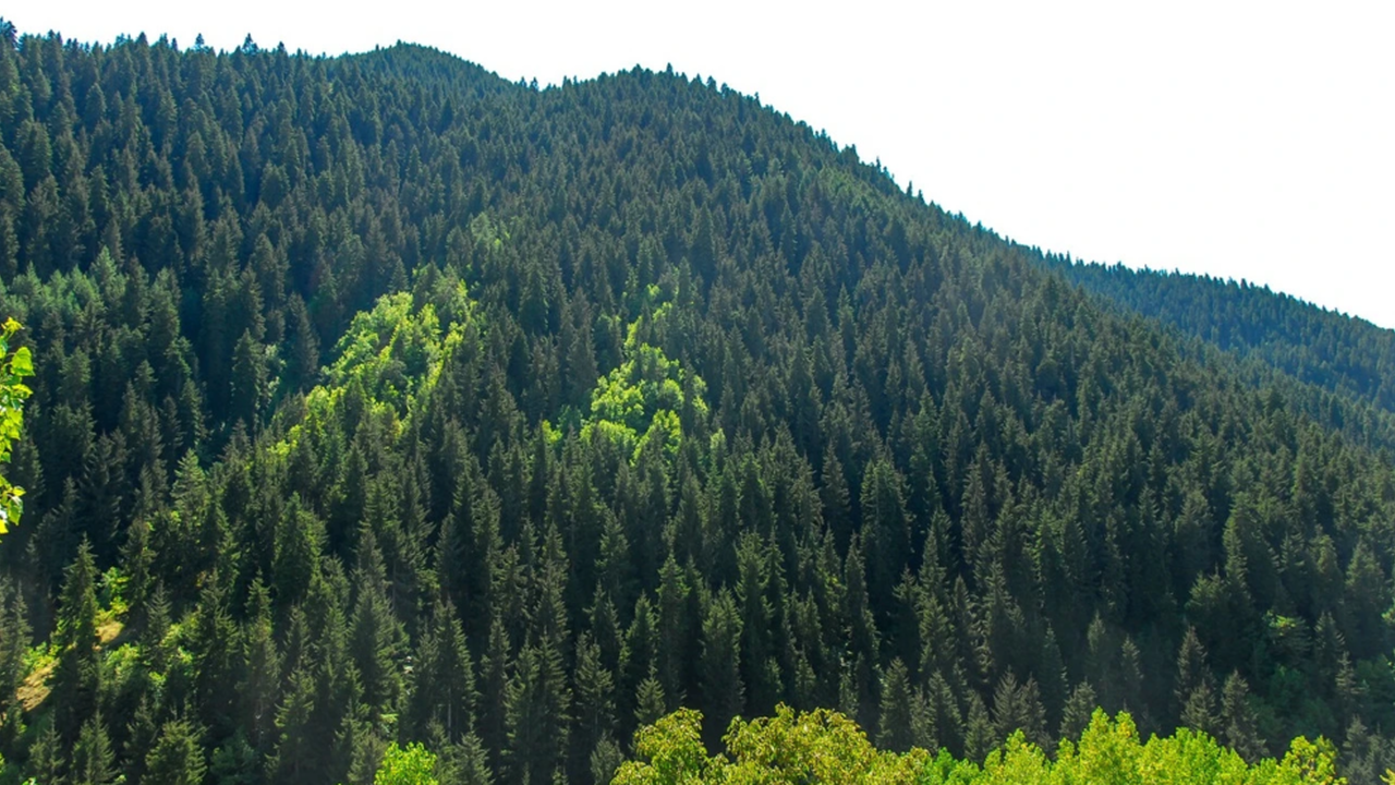 21 ilde orman sınırları yeniden belirlendi