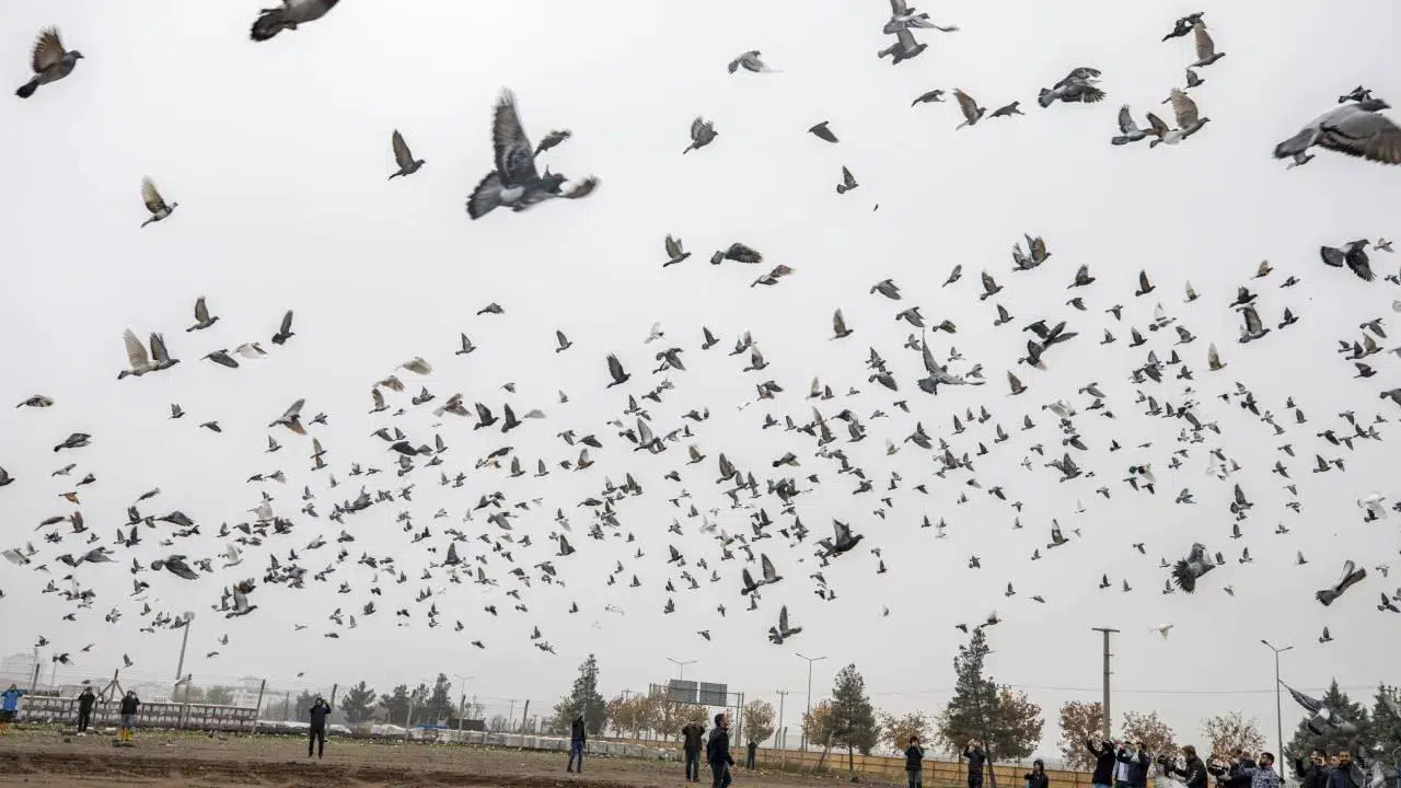 Hangi Ülke Güvercinlere Doğum Kontrolü Uygulayacak? Pilot Program Nasıl İşleyecek, Amaç Ne?