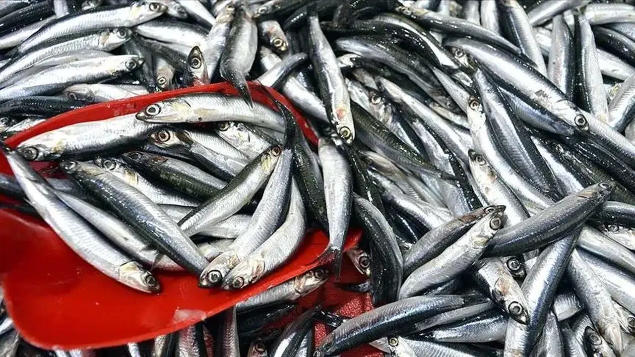 İstanbul’da hamsi fiyatları düştü mü, kilosu kaç TL oldu, Beylikdüzü Balıkçılar Çarşısı’nda son durum ne?