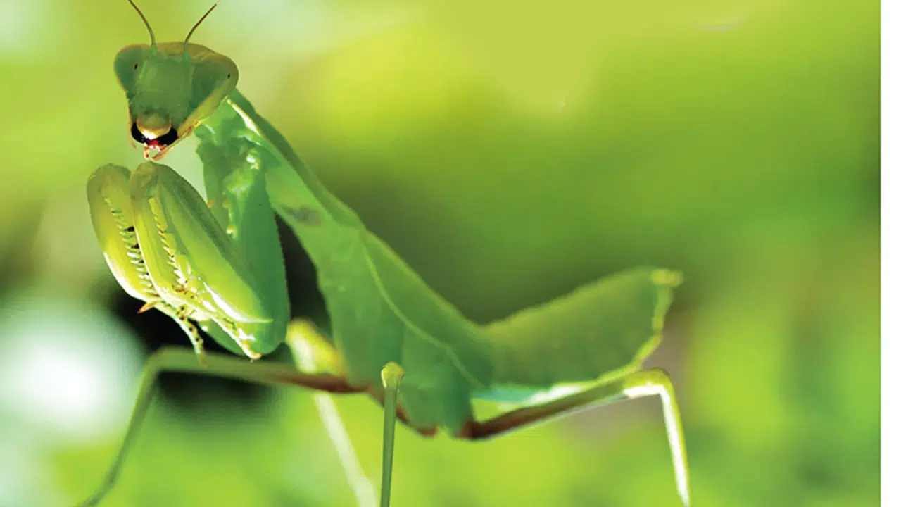 Peygamber Devesi Neyin Habercisi, Eve Girerse Ne Olur, İyi Şans mı, Uğur mu?