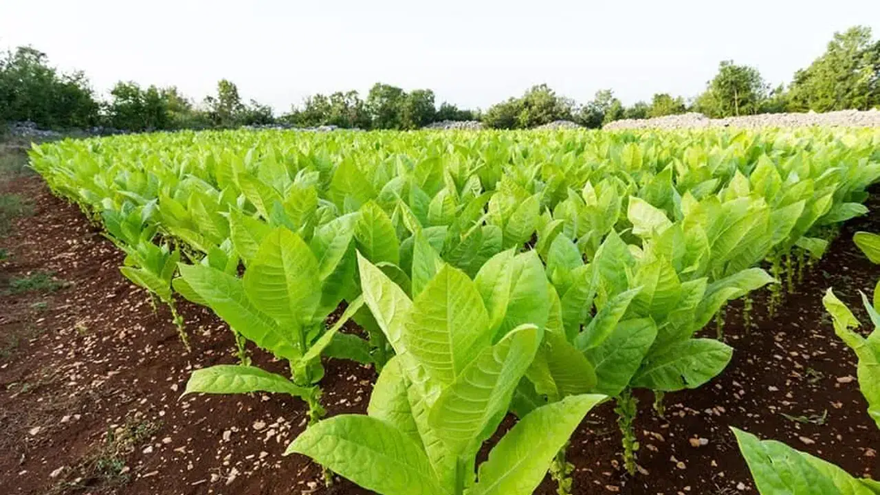 Maraş otu orucu bozar mı, ağız otu kullanmak orucu etkiler mi, Diyanet’e göre hükmü nedir?
