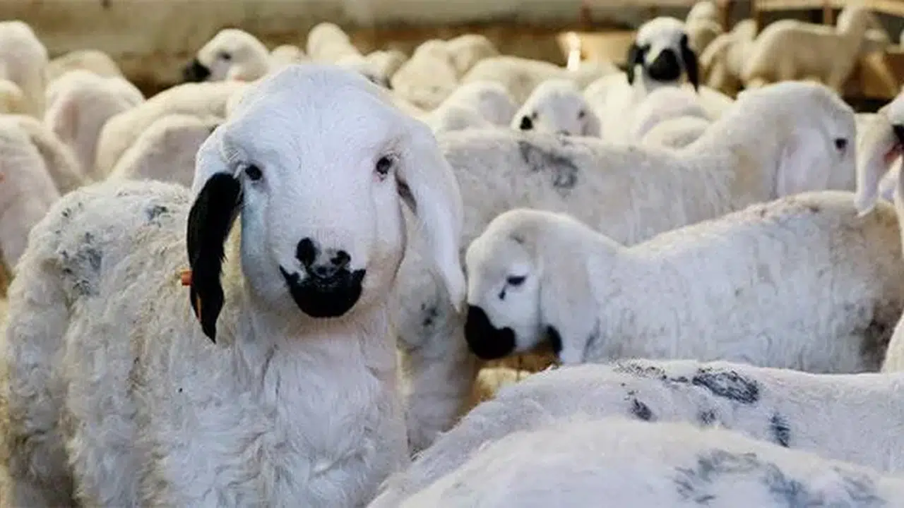 Küçükbaş hayvan desteği başvuruları 2026 ne zaman, şartları neler, hangi illere verilecek?