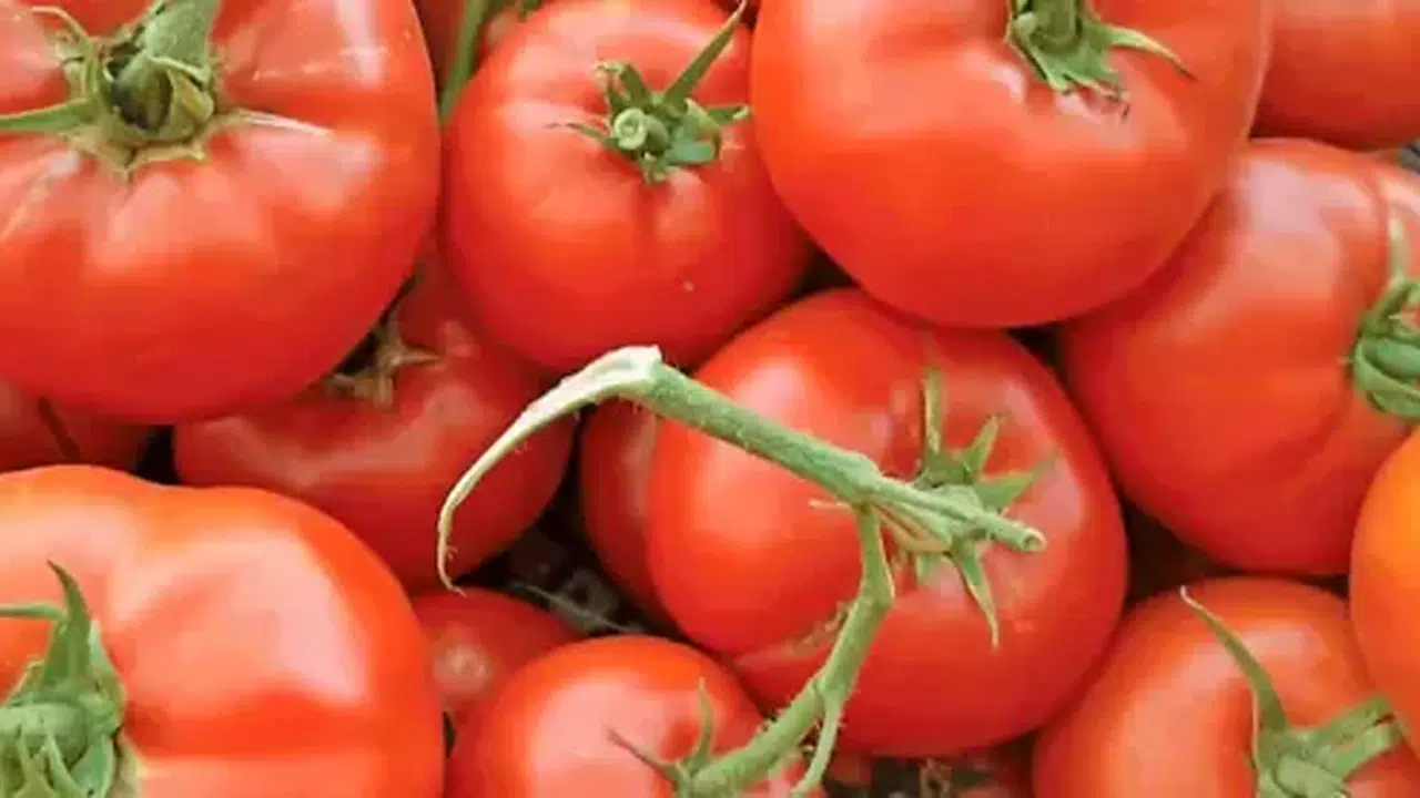 İtalya Zirveye Damga Vurdu, Ayaş Domatesi Dünya Devlerini Geride Bıraktı