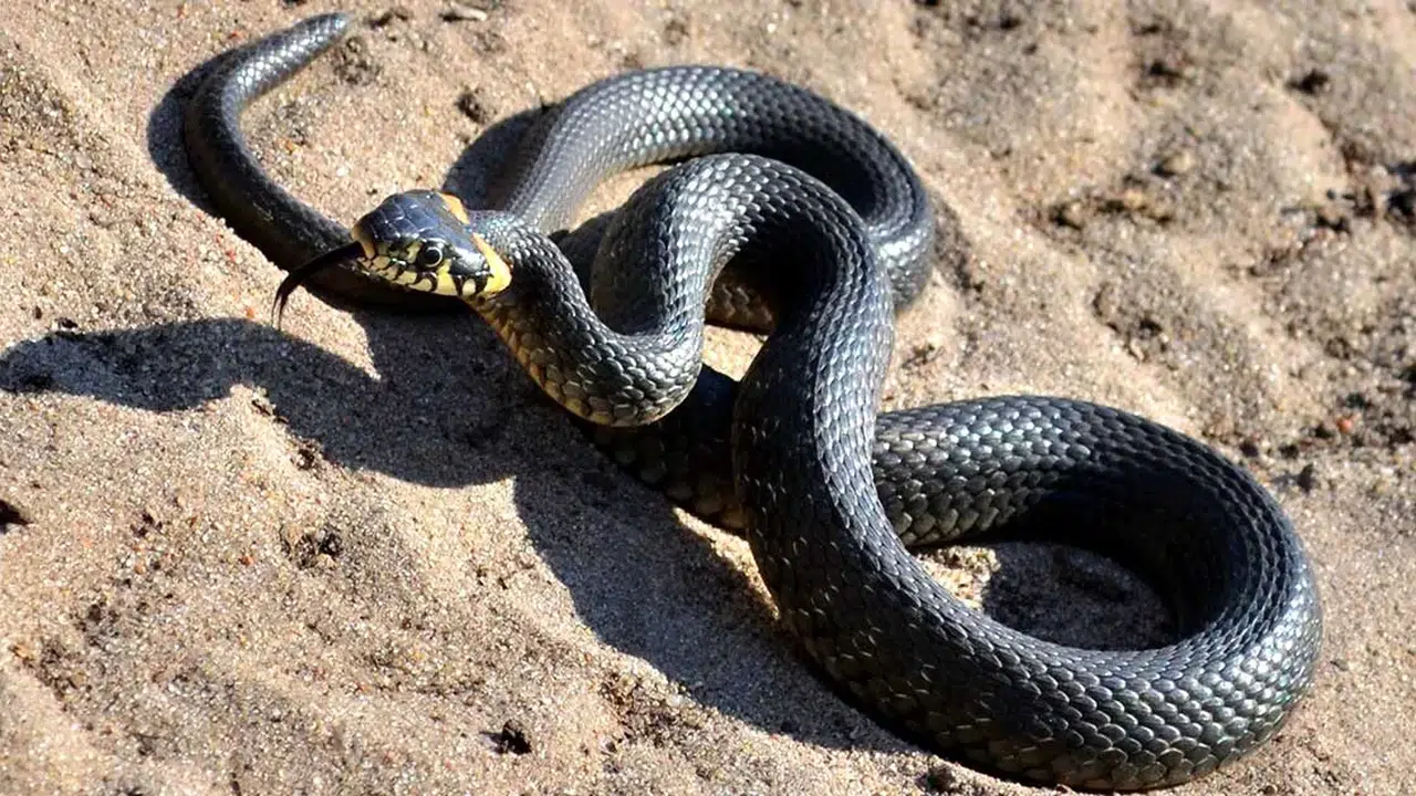 RÜYADA YILAN GÖRMEK NE ANLAMA GELİR! Yılan sokması, öldürmek ve renklerine göre tabiri nedir?