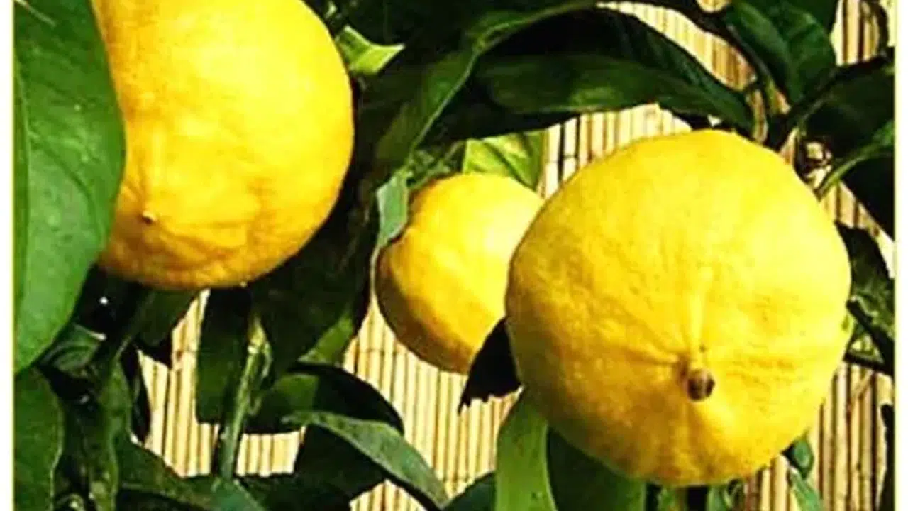 KEBAT MEYVESİ NEDİR? Faydaları nelerdir ve nerede yetişir?