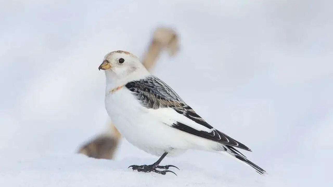 Kar kirazı kuşu nedir? Sosyal medyada paylaşılan kar kirazı gerçek mi?