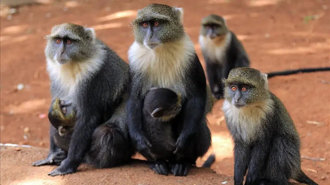 İĞNE YUTMUŞ MAYMUN NE DEMEK? Hangi Anlama Gelir, TDK’ye Göre Açıklaması Nasıl?