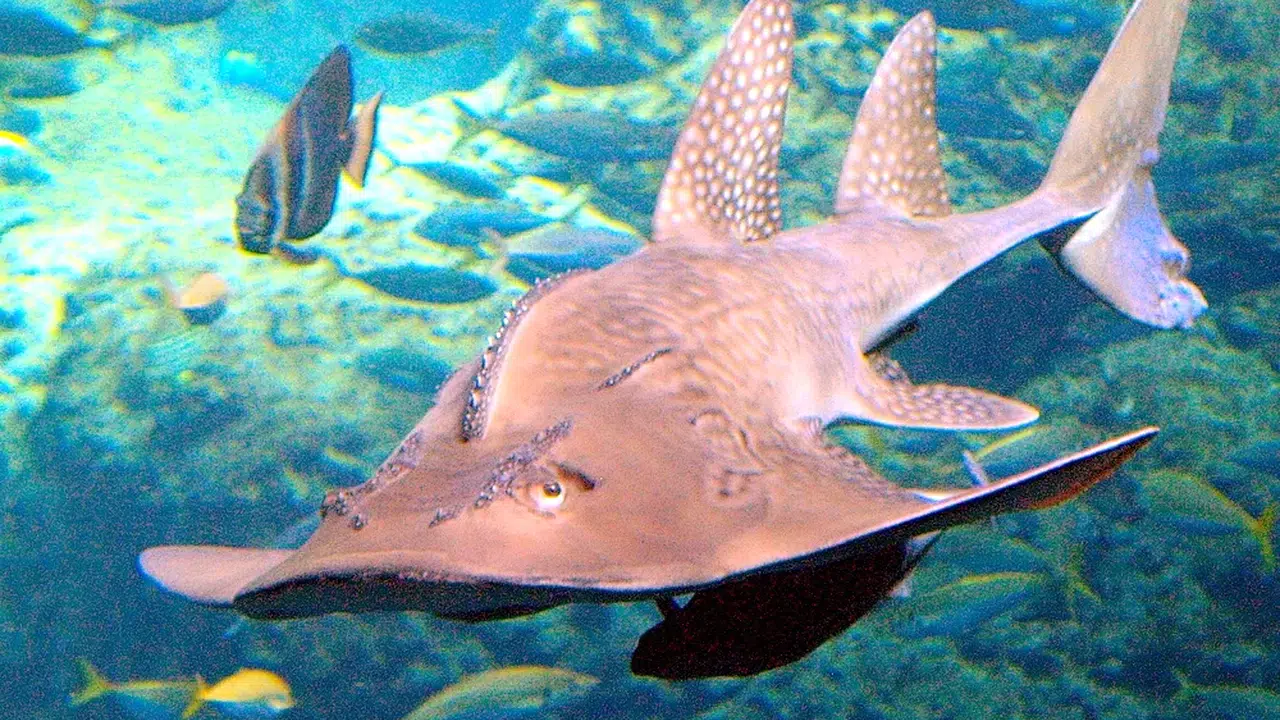 KEMANE BALIĞI YENİR Mİ? Sağlığa zararlı mı, besin değeri ne, faydaları ne, tüketirken dikkat edilmesi gerekenler neler?