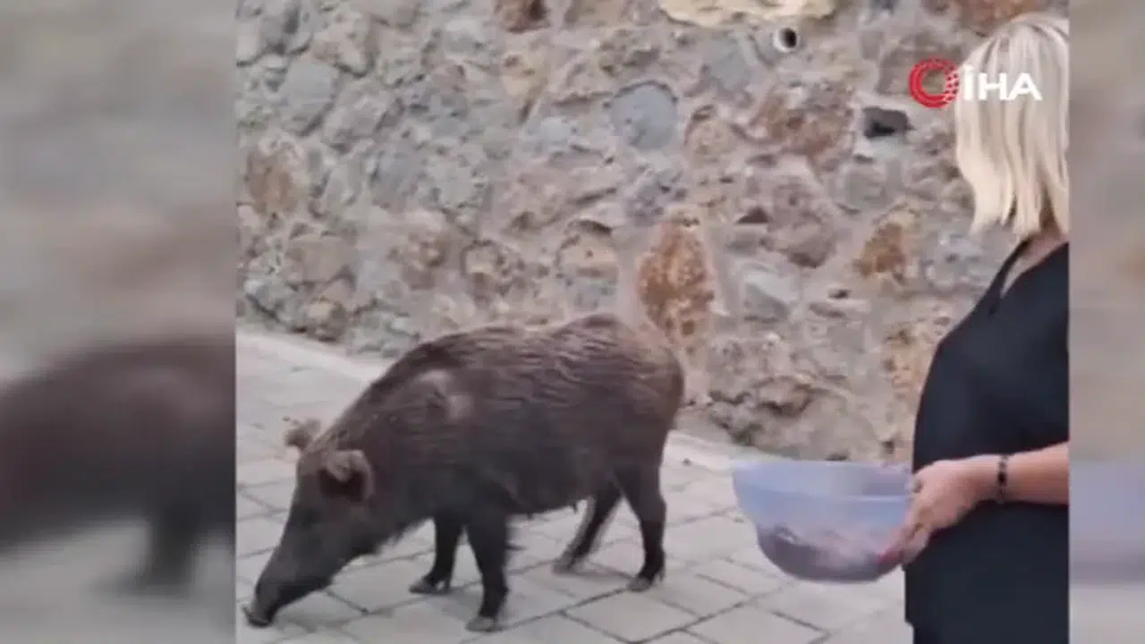Kapısına kadar geldi, elleriyle besledi! Safiye Soyman korkusuz çıktı