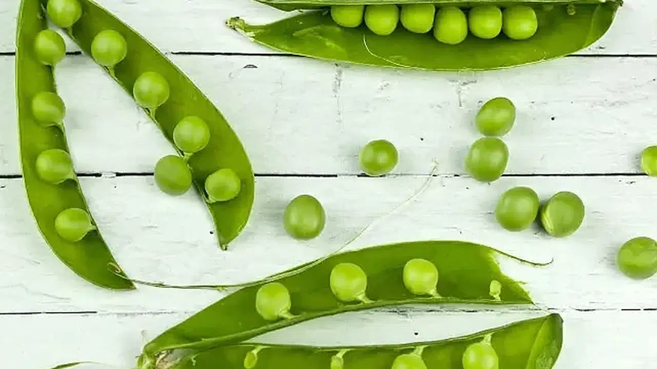 RÜYADA BEZELYE AYIKLAMAK NE DEMEK? Rüyada Bezelye Görmek, Bezelye Toplamak ve Bezelye Yemek Ne Anlama Gelir?