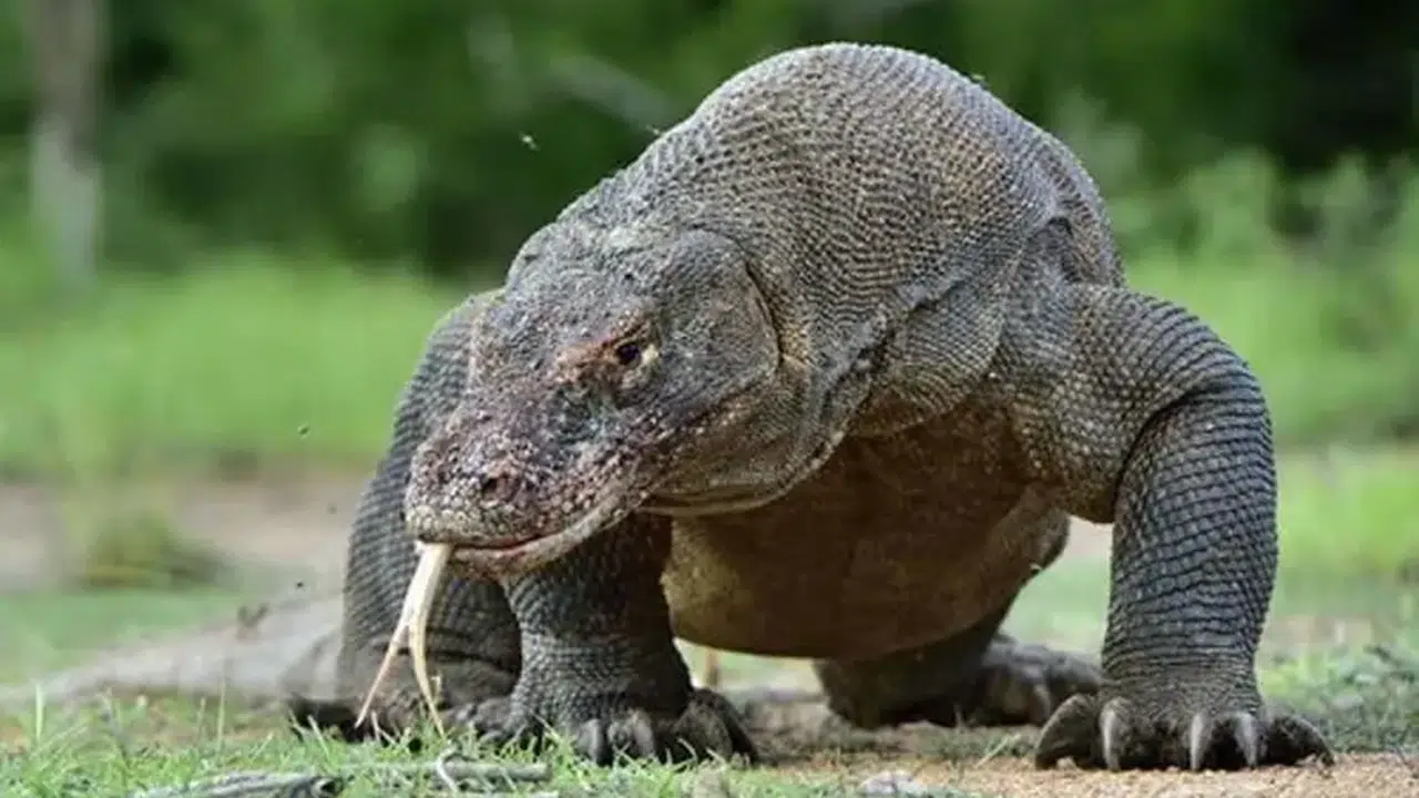 DÜNYANIN EN BÜYÜK EJDERHASI NE? Komodo ejderi gerçekten dünyanın en büyük ejderhası mı?