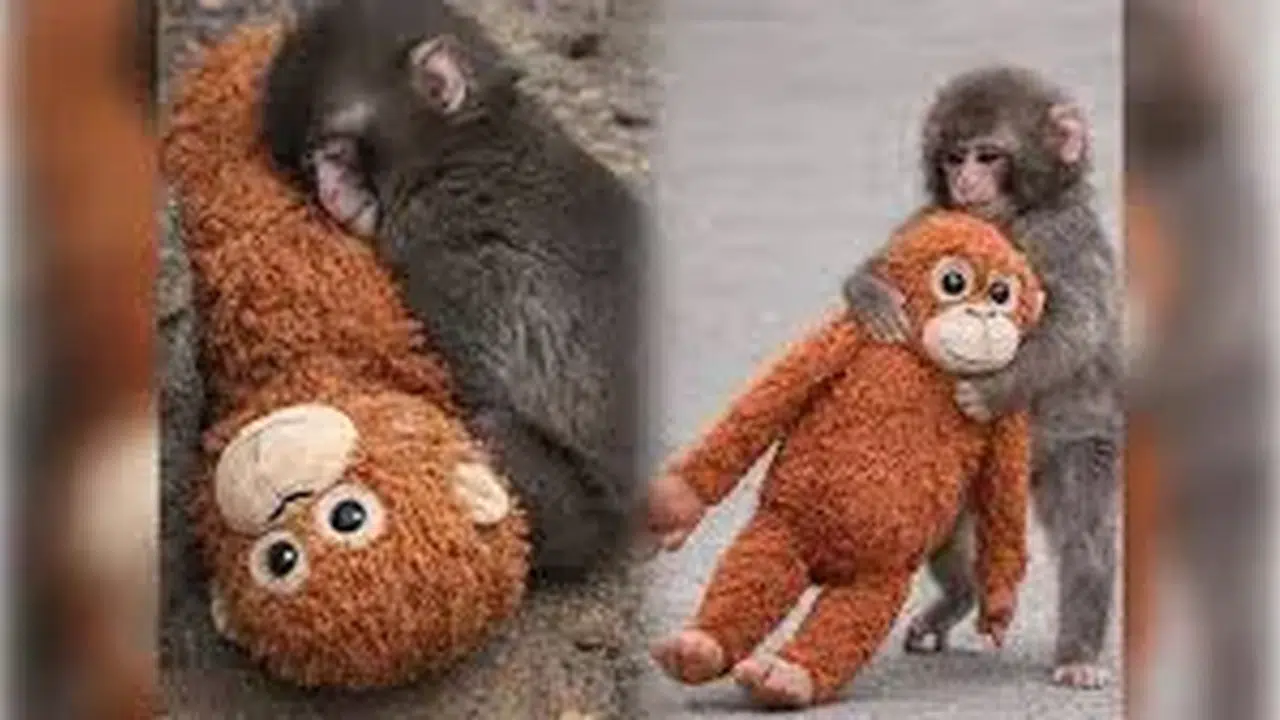Peluşuna Sarılan Yavru Maymun Punch Hakkındaki Ölüm İddiaları Gerçek mi? Son Durumu Açıklandı