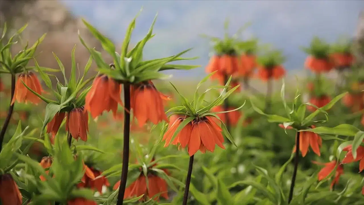 DİYARBAKIR’DAKİ TERS LALELER NEDEN ÖNEMLİ! Nerede yetişir, ne zaman açar, koparmanın cezası kaç TL?