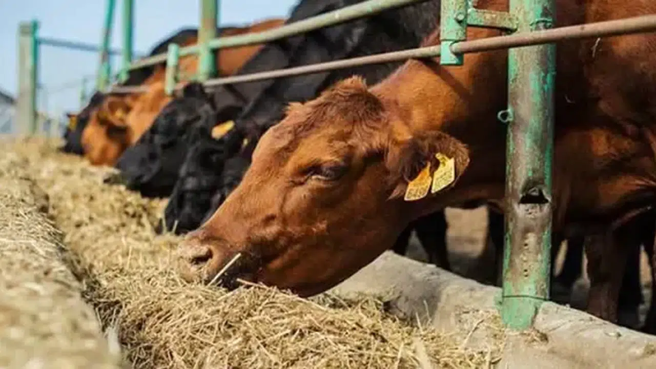 Hürmüz Krizi Tarımı Vurdu! Gübre Fiyatları Fırladı