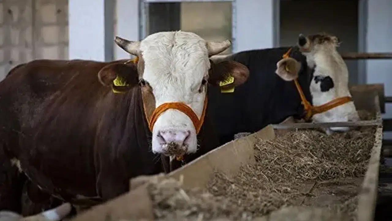 2026 kurbanlık fiyatları ne kadar, büyükbaş küçükbaş canlı kilo fiyatı kaç TL?