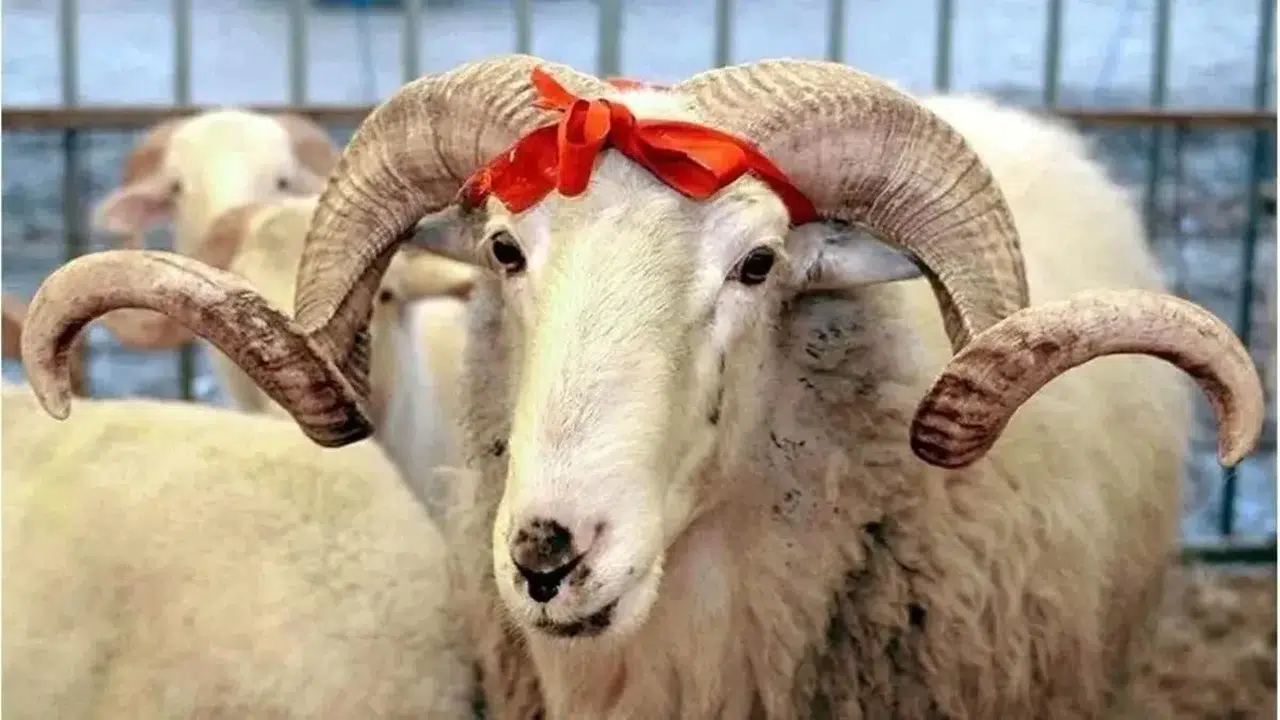 2026 KURBAN FİYATLARI (KÜÇÜK VE BÜYÜKBAŞ) Ne Kadar Olacak? Kurbanlık Fiyatları Artacak Mı, Geçen Yıl Kaç TL’ydi?