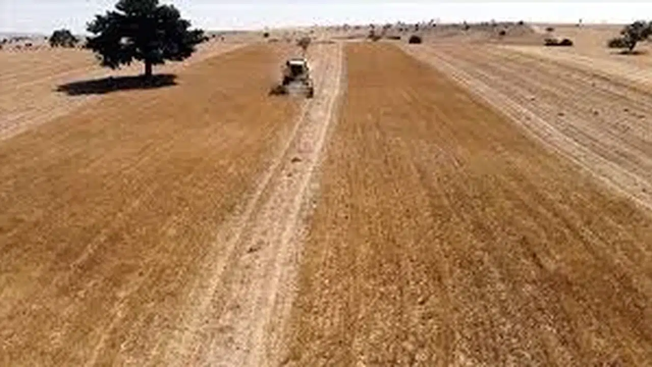 KÜTAYHA'DA ÇÖREK OTU KİMLERE VERİLDİ? Hangi ilçeler projeye dahil, hibeli tohum dağıtımı ne zaman yapıldı?