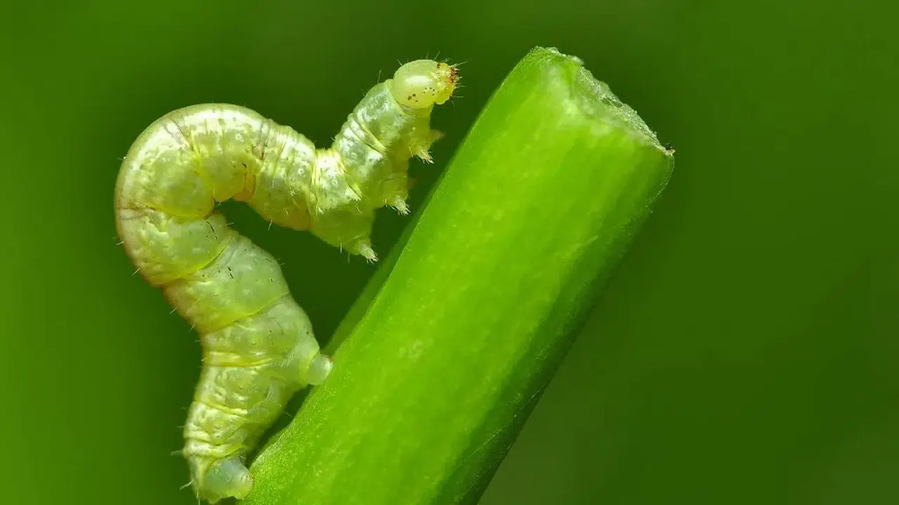 RÜYADA EVİ KURTÇUK BASMASI! Rüyada evde kurtçuk görmek neyi işaret eder, yeşil kurtçuk görmek ne demek?