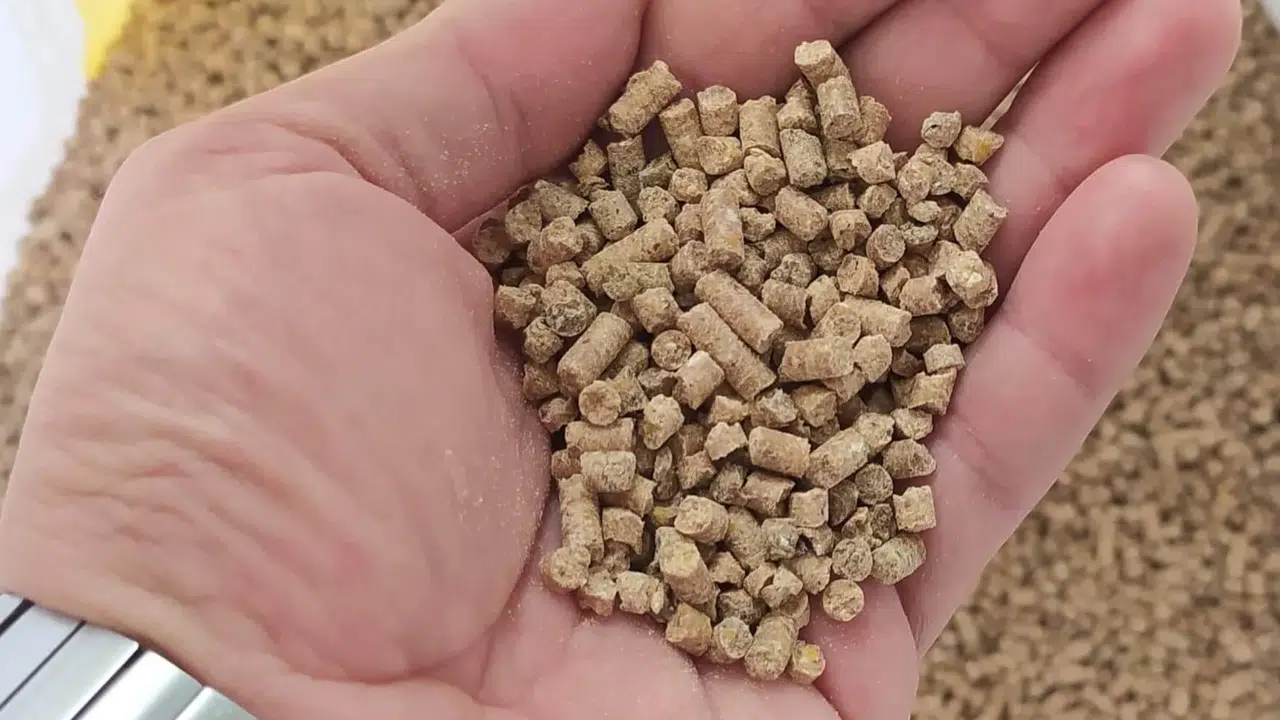 KANATLI YEMLER 2026'DA NE KADAR! Gezen Tavuk Yumurta ve Civciv Başlangıç Yemi Güncel Fiyatları!