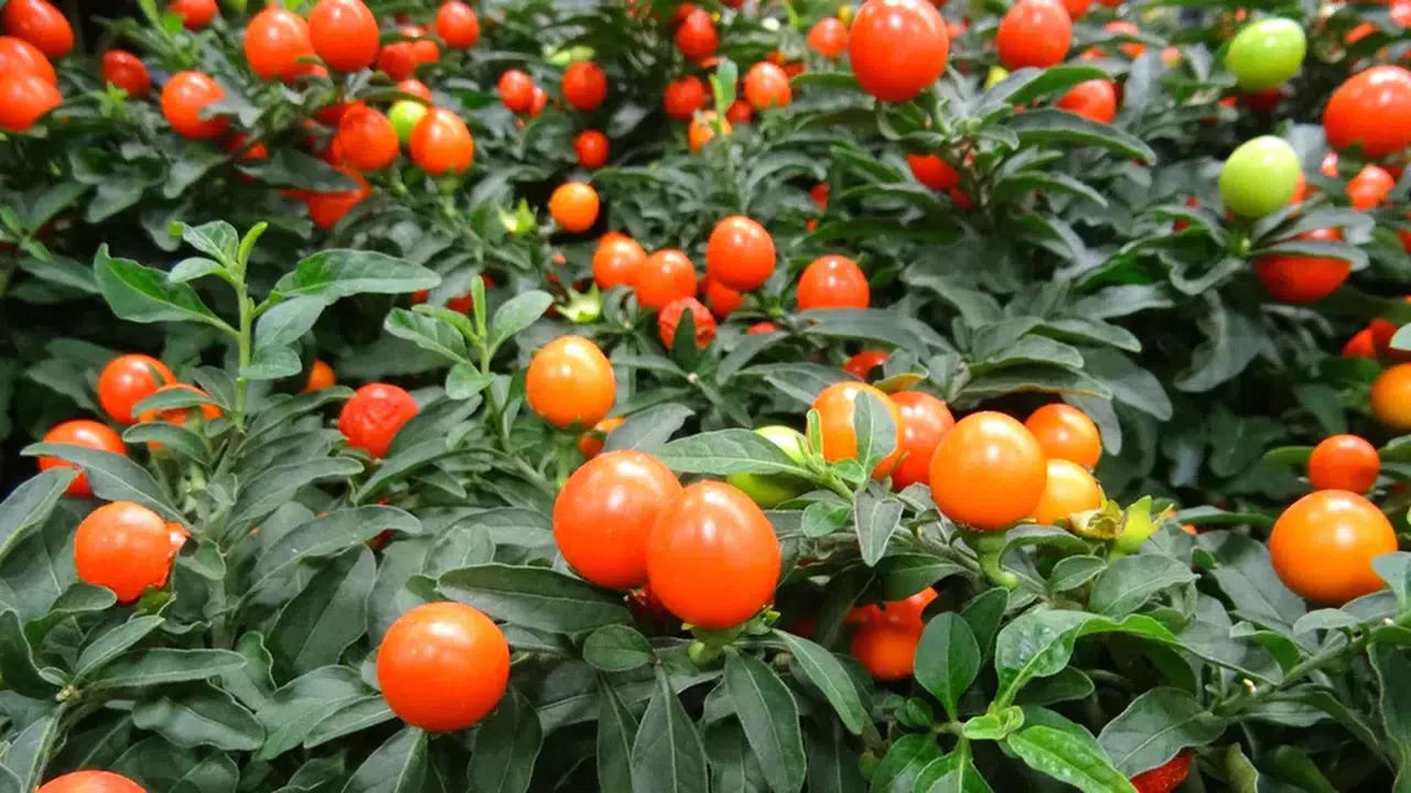 KUDÜS KİRAZI FAYDALARI! Yenir mi, Zararı Var Mı?