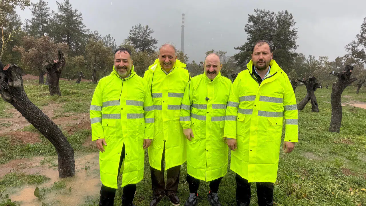 Milas’ta Çiftçilere Müjde: Taşınan Zeytin Ağaçları Ürün Vermeye Devam Edecek