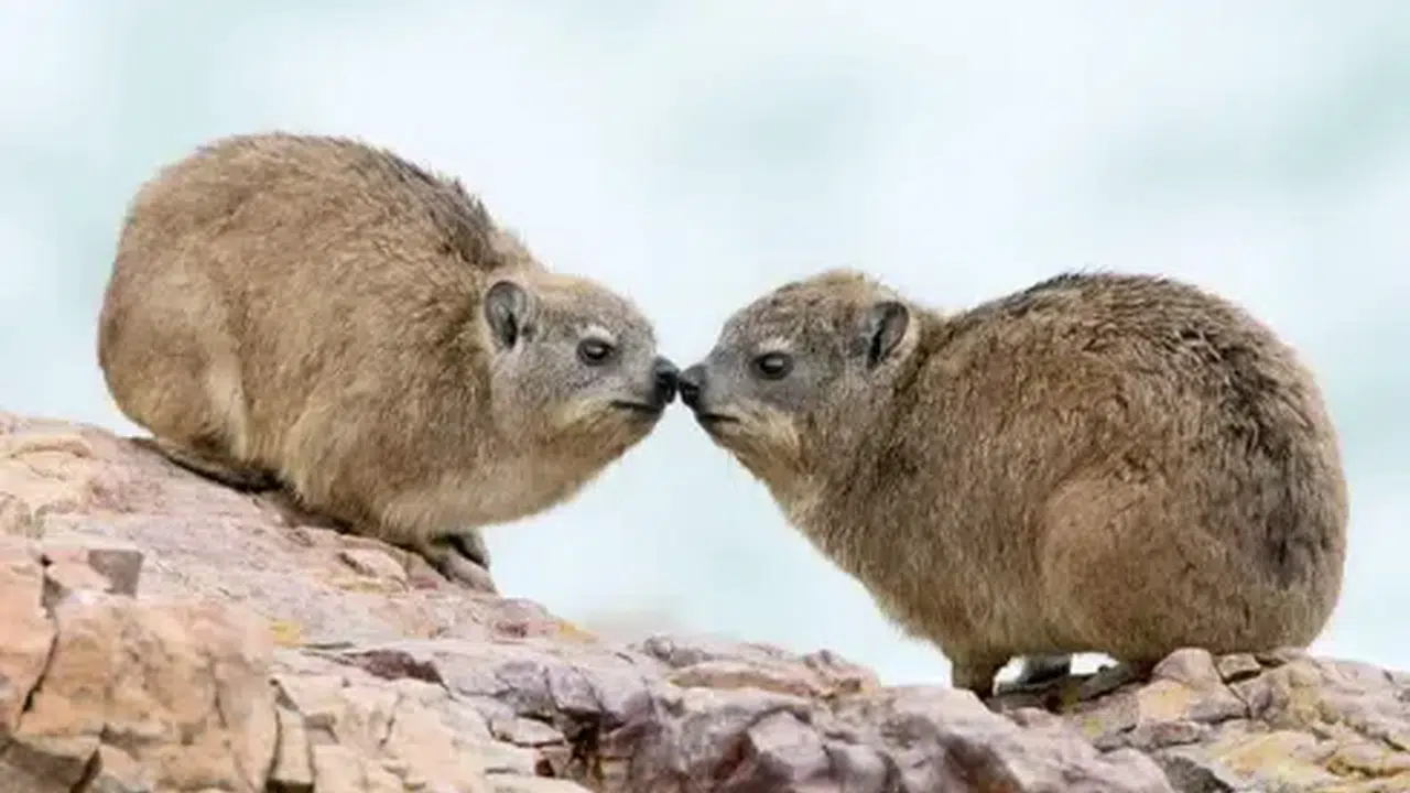 FAREYE BENZEYEN HAYVANLAR! Fareye Benzeyen Hayvan Hangisi? Hyrax Nedir, Nerede Yaşar, Ne Yer ve Özellikleri Nelerdir?