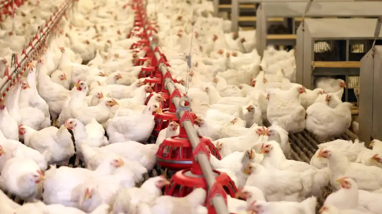 Bir Dönemin Devi İcrada! Lades Markası 42 Milyon TL Bedelle Listede