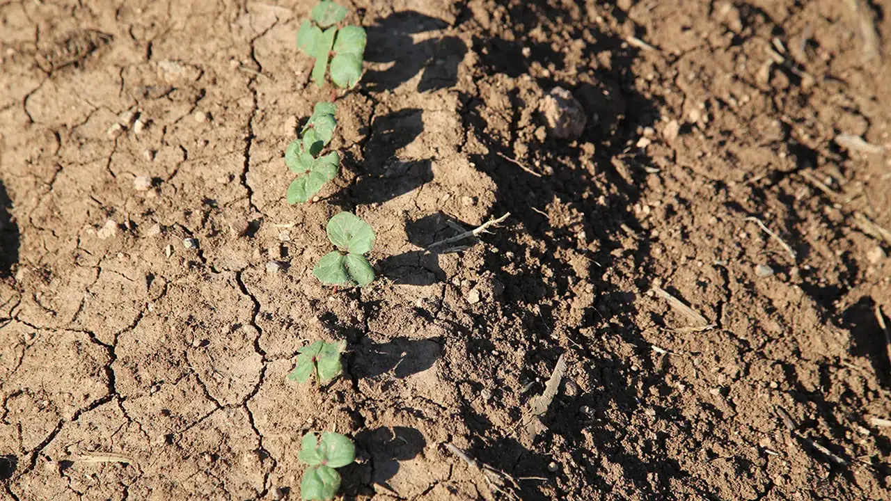 GÖZÜNÜ TOPRAK DOYURSUN ANLAMI! TDK sözlükte ne demek, neden kullanılır?