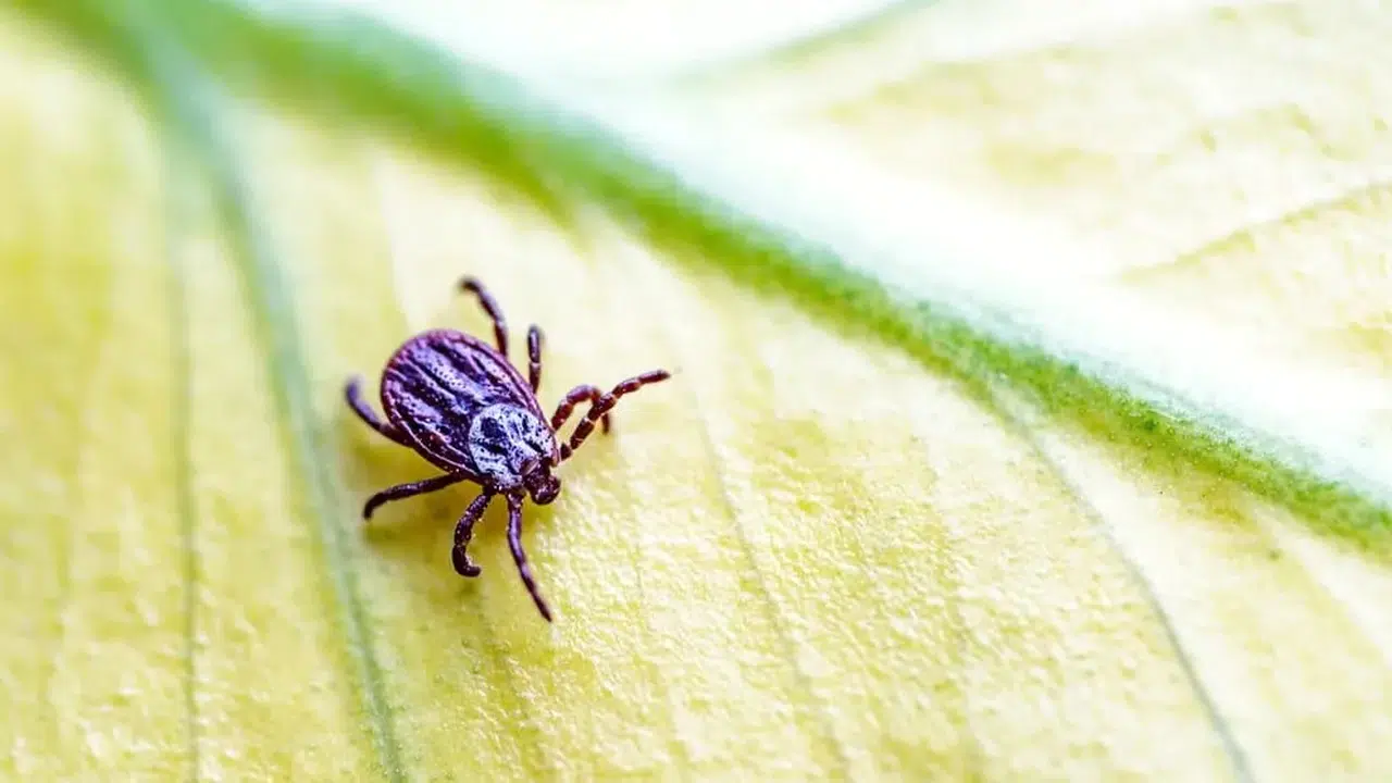 BÖCEĞİN KENE OLDUĞUNU NASIL ANLARIZ? Kene Belirtileri, Görünümü ve Yapılması Gerekenler