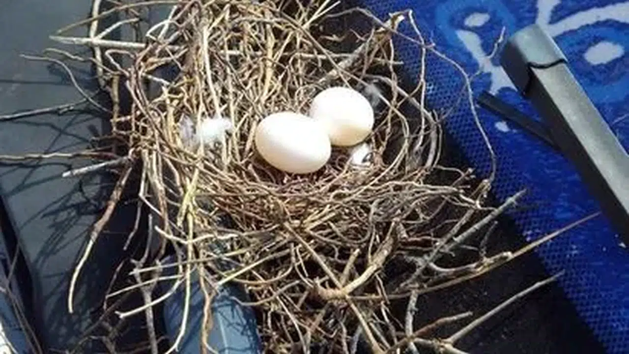 KUMRU YUMURTASI YENİR Mİ! Zararlı mı, kuş yumurtaları sağlıklı mı?